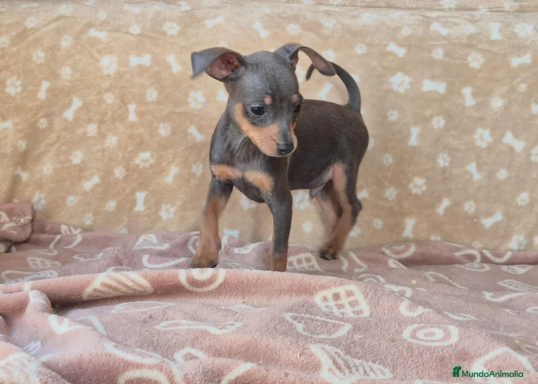 Pinscher Miniatura perros en venta: Pinscher Miniatura Cachorros  - Anuncio 1