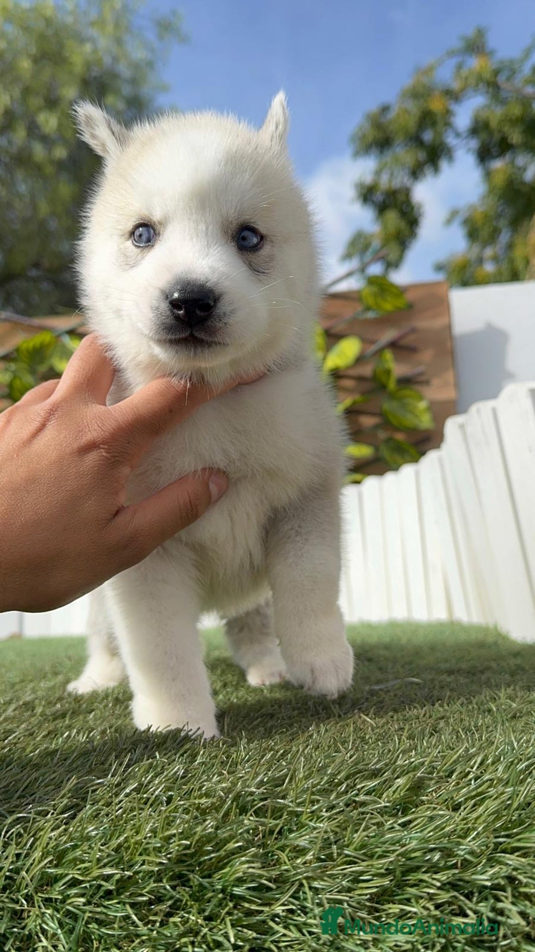 Husky Siberiano perros en venta: HUSKY SIBERIANO - Imagen 15