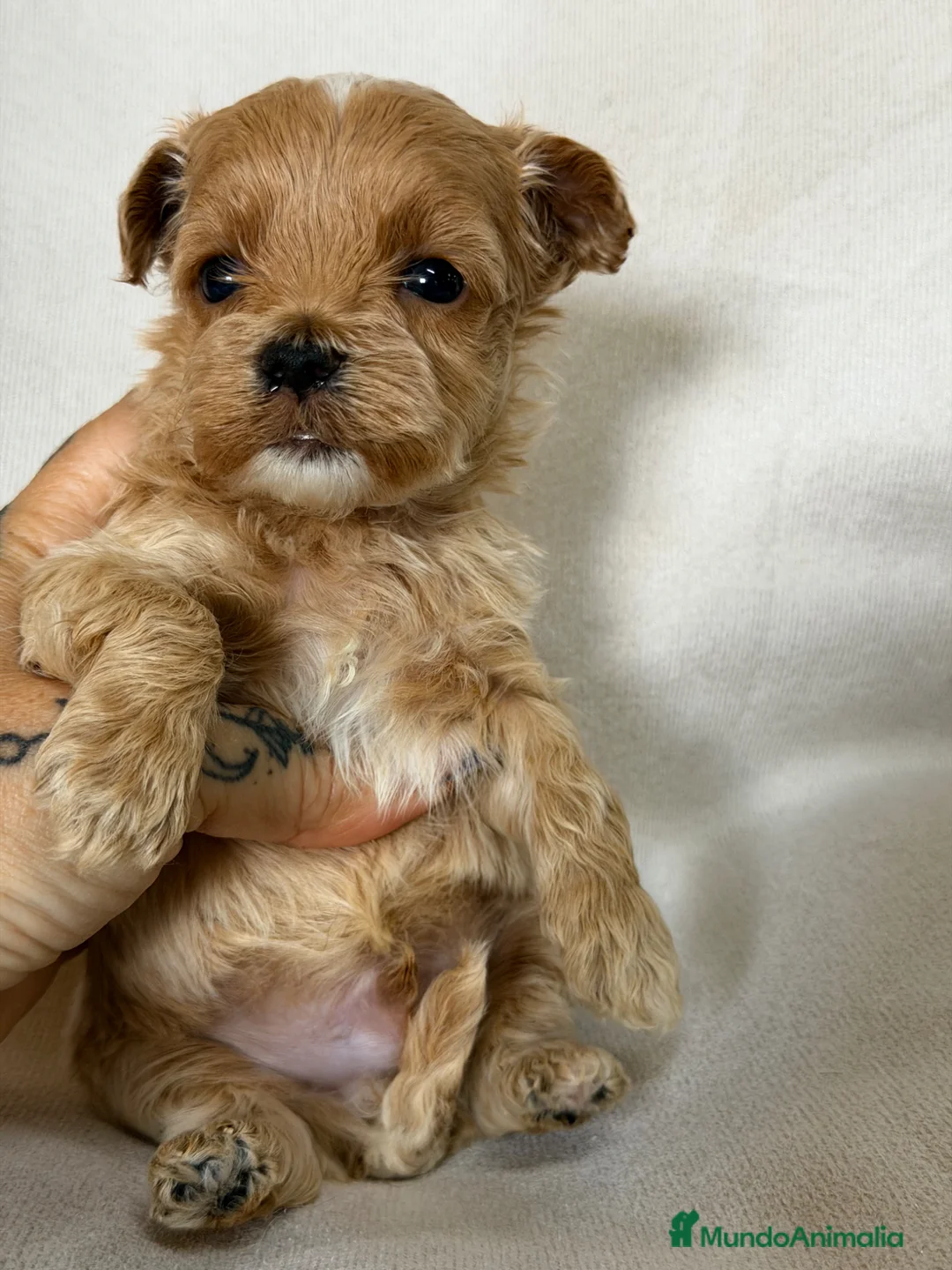 Maltipoo perros en venta: Maltipoo Minitoy  - Anuncio 2