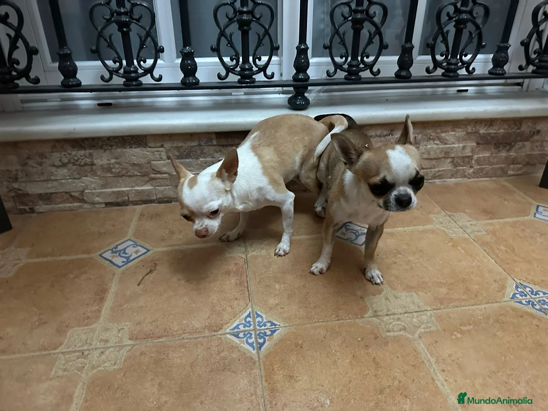 Chihuahua perros en venta: Chihuahua toy - Anuncio 1