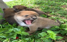 Shiba Inu perros en venta: SHIBA INU - Imagen 12
