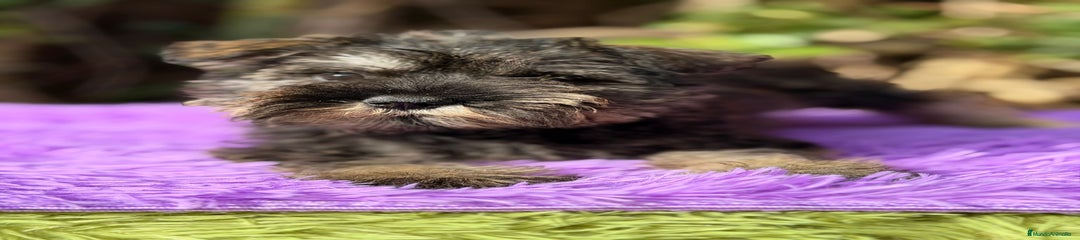 Schnauzer Miniatura Cachorro 2