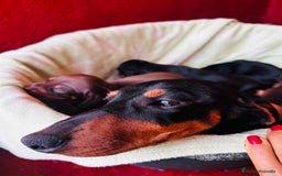 Teckel Miniatura perros en venta: Teckel Canichen Campeón del Mundo - Imagen 6