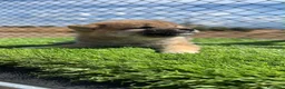 Shiba Inu perros en venta: Shiba Inu machos  - Anuncio 9