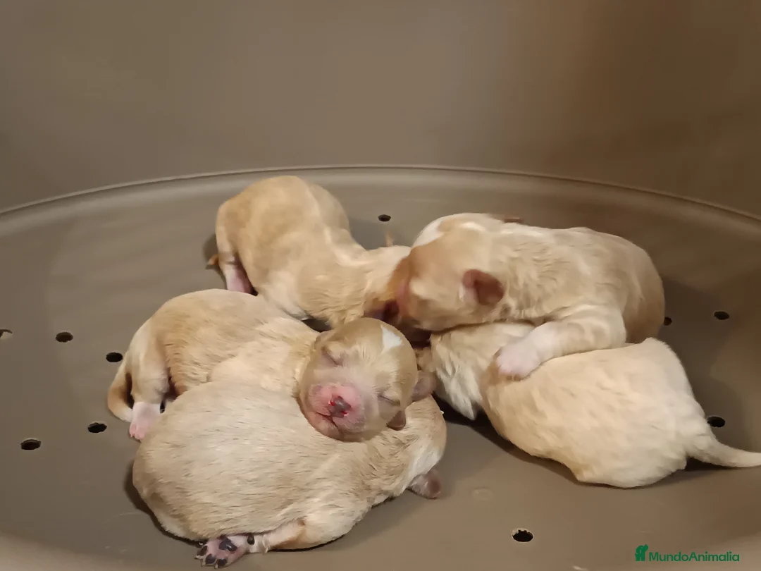 Maltipoo perros en venta: Maltipoo de excelente calidad  - Anuncio 11