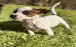 Jack Russell Terrier perros en venta: Jack russell pata corta - Imagen 3
