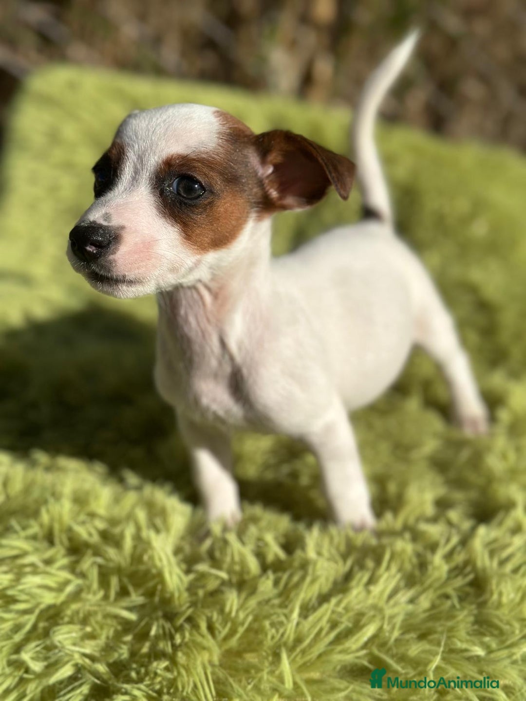 Jack Russell Terrier perros en venta: Jack russell pata corta - Imagen 3