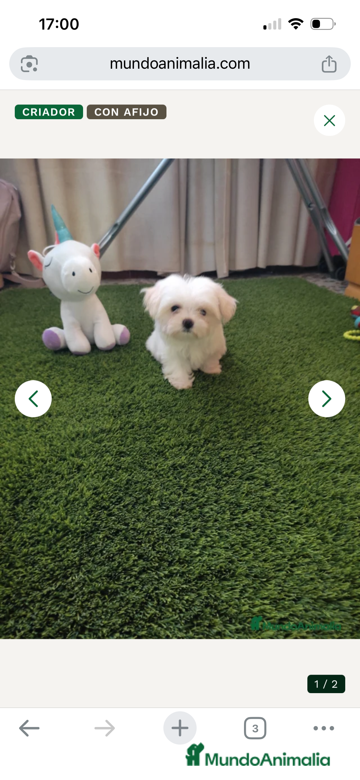 Bichón Maltés perros OPORTUNIDAD. PRECIOSO BICHON MALTÉS MINI - Anuncio 2