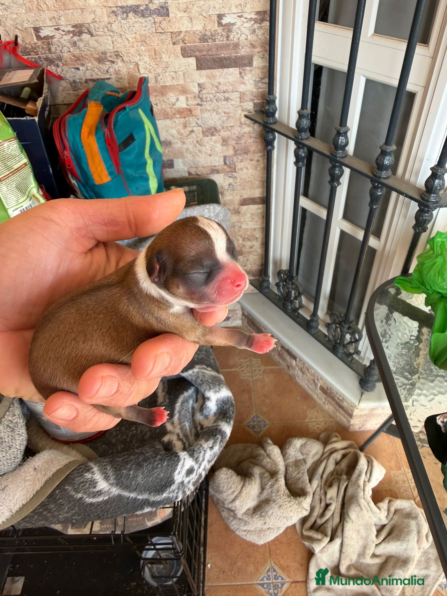 Chihuahua perros Chihuahua toy - Anuncio 1