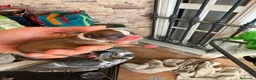 Chihuahua perros en venta: Chihuahua toy - Anuncio 1