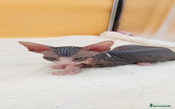 Sphynx gatos en venta: Preciosa hembrita tabby  - Imagen 7