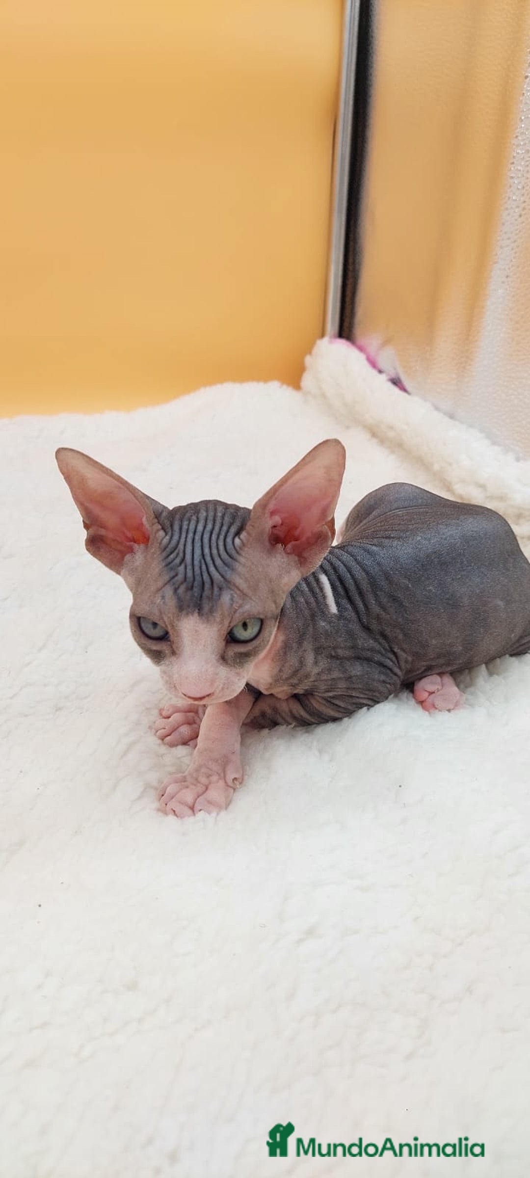 Sphynx gatos en venta: Preciosa hembrita tabby  - Imagen 7