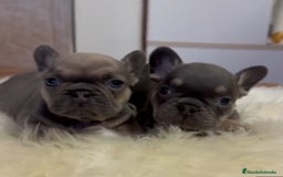 Bulldog Francés perros en venta: Bulldog francés  - Imagen 4