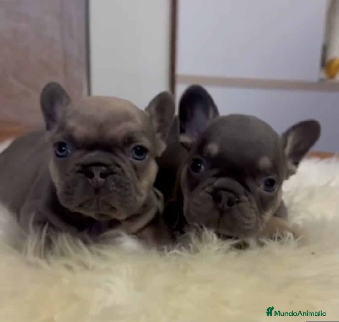 Bulldog Francés perros en venta: Bulldog francés  - Imagen 4