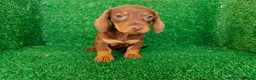 Teckel Miniatura perros en venta: Teckel miniatura  - Anuncio 13