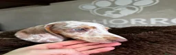 Teckel perros en venta: Teckel Arlequin  - Anuncio 4