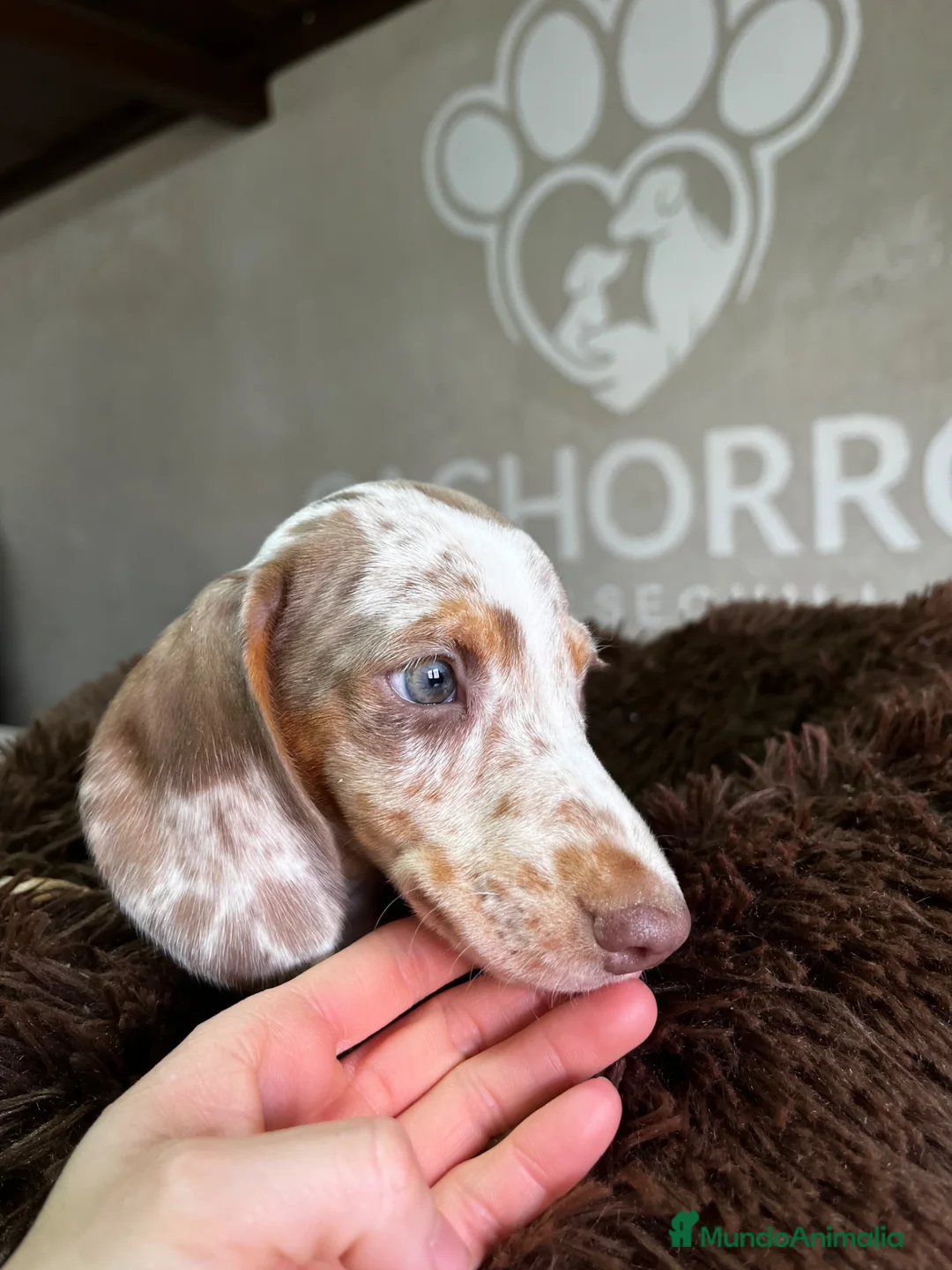 Teckel perros en venta: Teckel Arlequin  - Anuncio 4