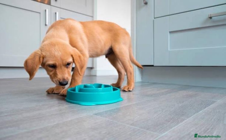 Labrador Retriever perros - Anuncio 9