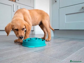 Labrador Retriever perros - Anuncio 37