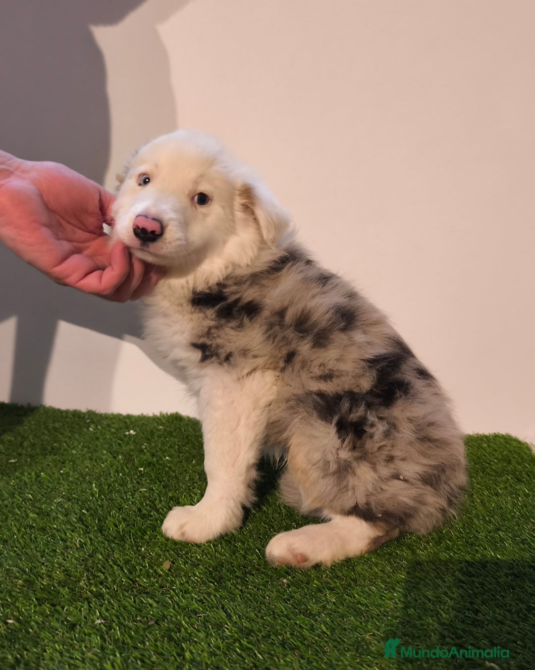 Border Collie perros en venta: Cachorros border collie de belleza, ojos azules! - Anuncio 1