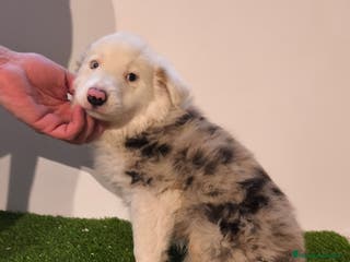 Border Collie perros Cachorros border collie de belleza, ojos azules! - Anuncio 2
