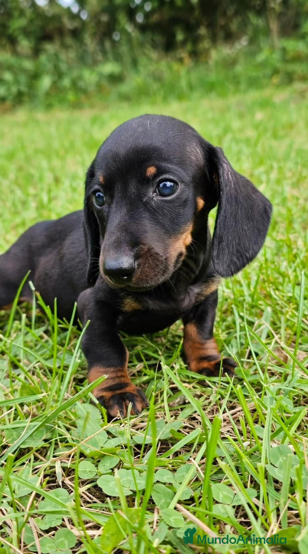 Teckel Miniatura perros Teckel Miniatura - Anuncio 1