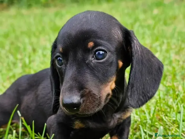 Teckel Miniatura perros Teckel Miniatura - Anuncio 30