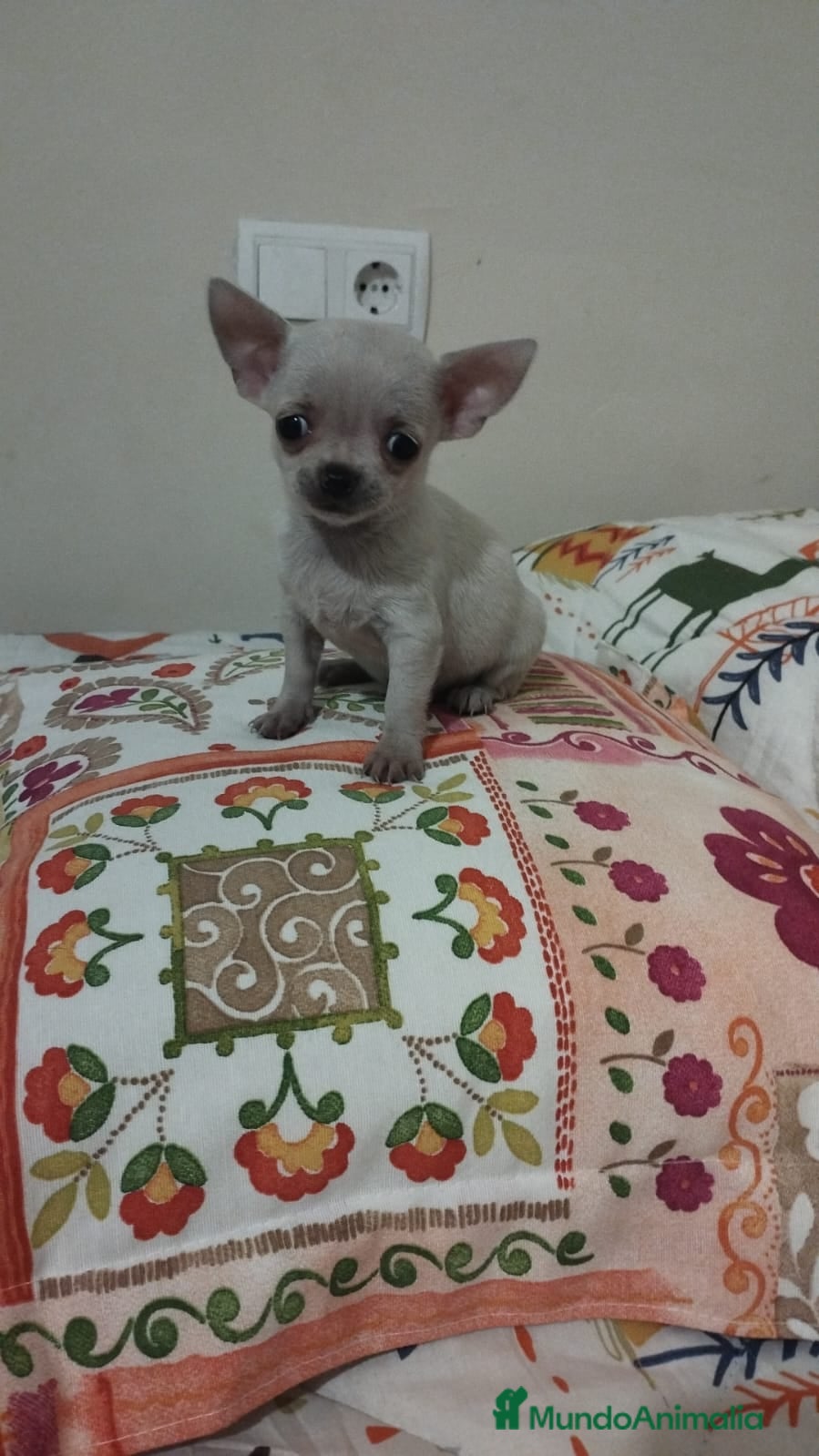 Chihuahua perros Chihuahua toy en Murcia - Anuncio 36