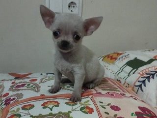Chihuahua perros Chihuahua toy en Murcia - Anuncio 1