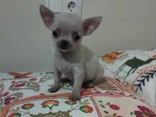 Chihuahua perros Chihuahua toy en Murcia - Anuncio 34