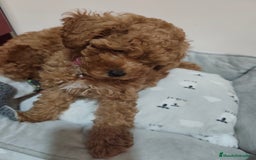 Caniche Toy perros en venta: Hembras cabiche toy - Imagen 2