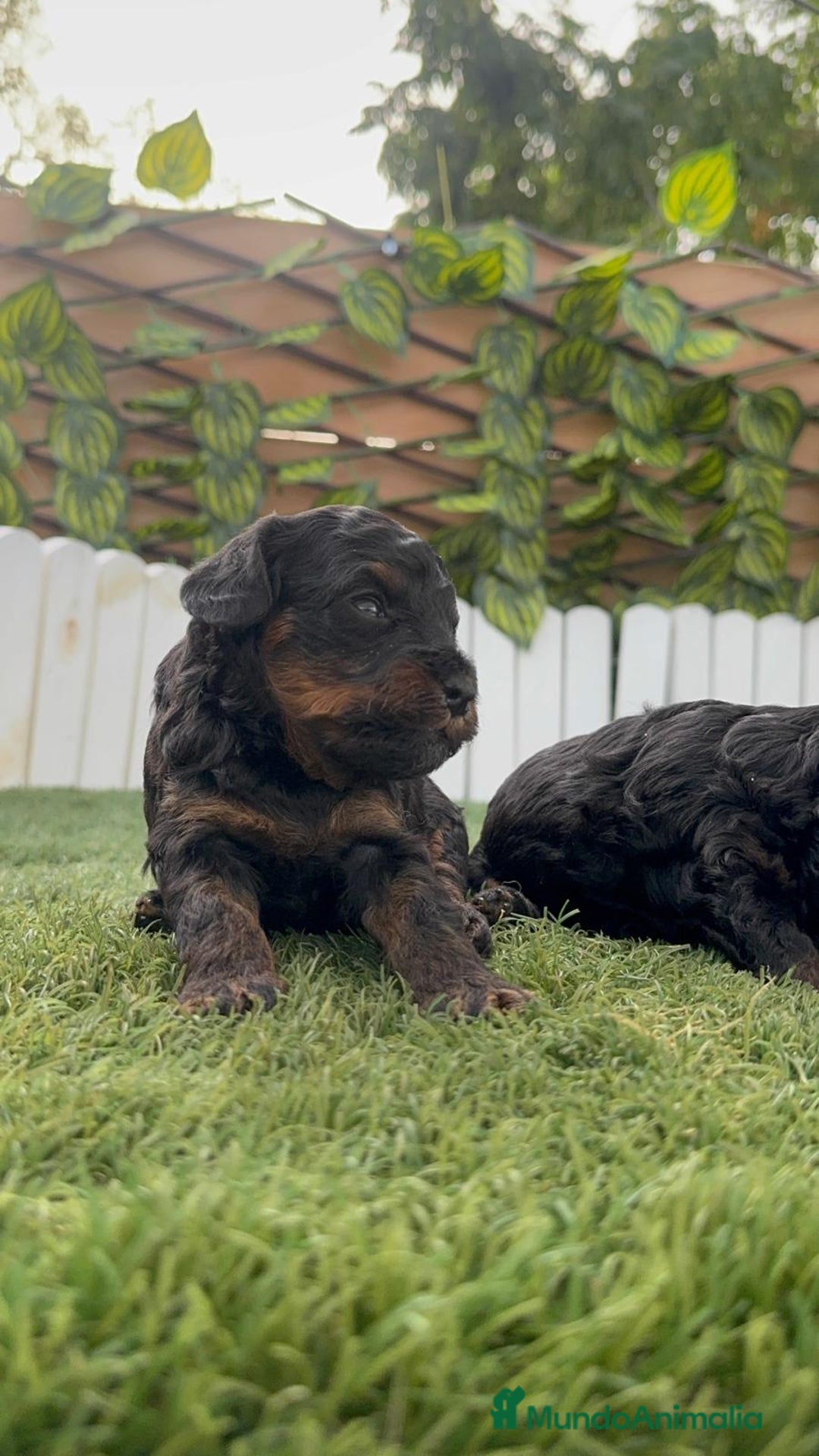 Caniche Toy perros en venta: CANICHE TOY HEMBRA COLOR NEGRO PHANTOM - Imagen 13