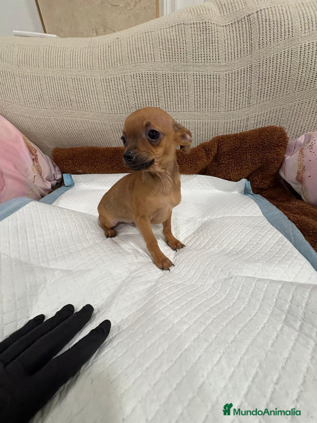 Chihuahua perros en venta: Chihuahua macho cabeza manzana  - Anuncio 3