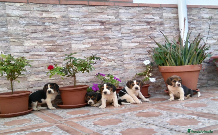 Beagle perros - Anuncio 1