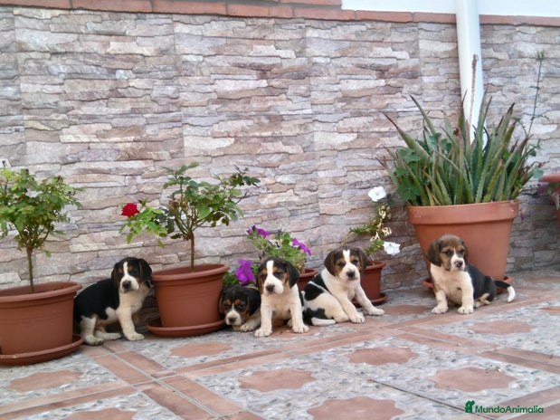 Beagle perros - Anuncio 1