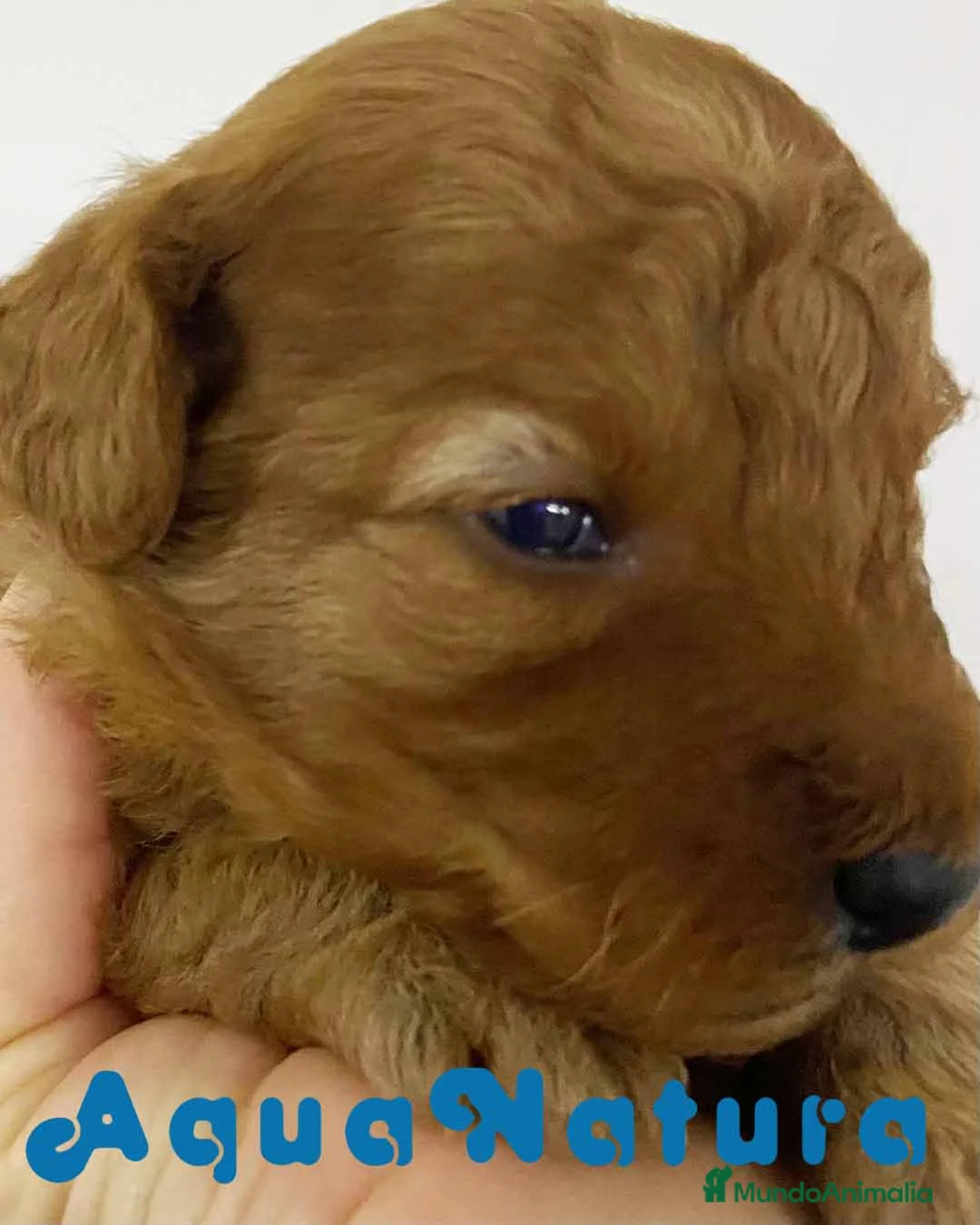 Caniche Enano perros en venta:  Camada Caniche de Barbie y Can - AQUANATURA en Barcelona - Anuncio 6