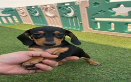 Teckel Miniatura perros en venta: Teckel kaninchen  - Imagen 2