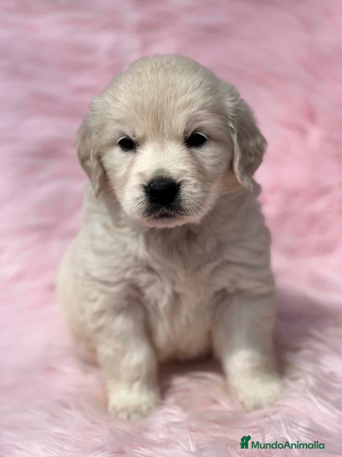 Golden Retriever perros GOLDEN RETRIEVER HEMBRA en Barcelona - Anuncio 10