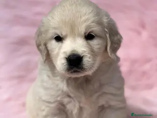 Golden Retriever perros GOLDEN RETRIEVER HEMBRA en Barcelona - Anuncio 17