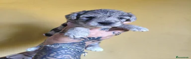 Foodle 