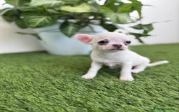 Chihuahua perros en venta: CHIHUAHUA  - Imagen 5