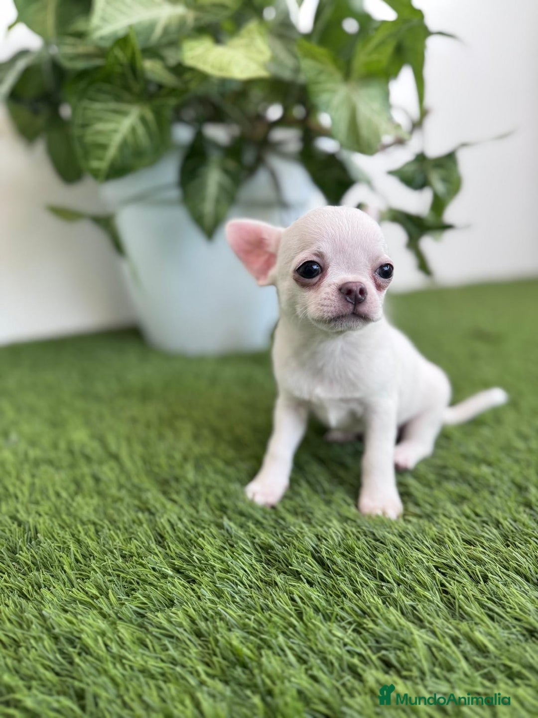 Chihuahua perros en venta: CHIHUAHUA  - Imagen 5