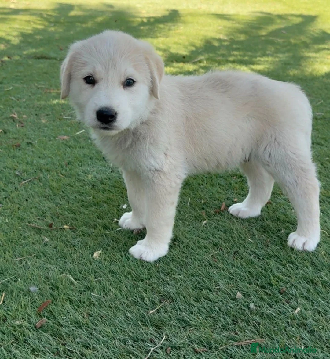 Golden Retriever perros en venta: Disponible Machos de Golden Retriever  - Anuncio 2