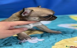 Chihuahua perros en venta: Chihuahua exótico línea rusa - Imagen 4