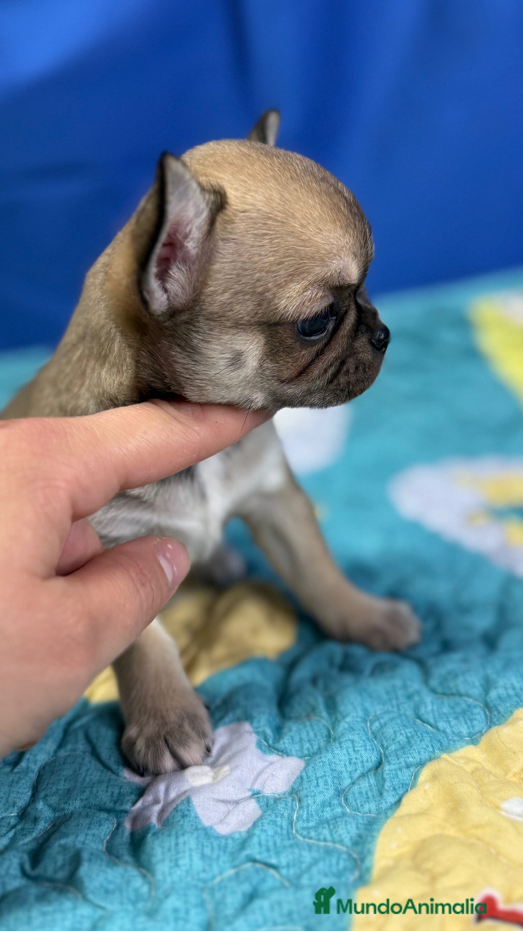 Chihuahua perros en venta: Chihuahua exótico línea rusa - Imagen 4