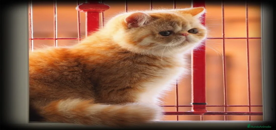 Imagen de galería {{count}}