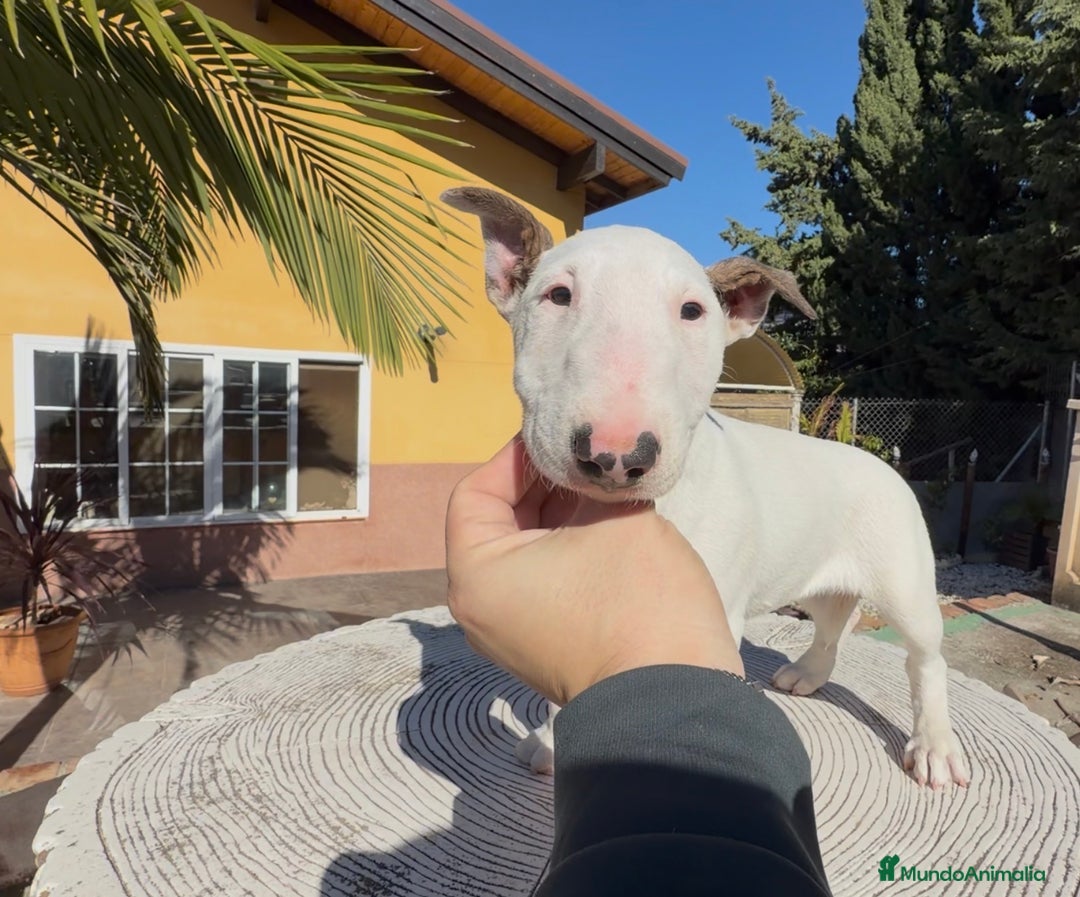 Bull Terrier Miniatura perros en venta: Bullterrier mini hembra excelentes líneas  - Anuncio 2