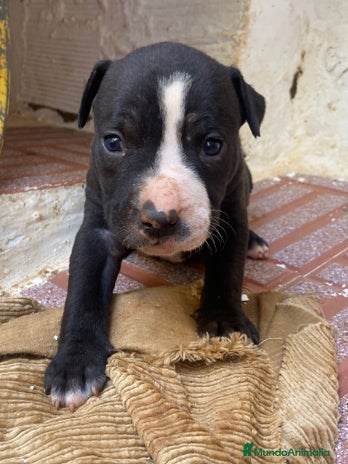 American Pit Bull Terrier perros - Anuncio 1