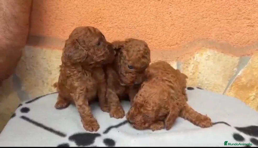 Caniche Toy perros en venta: ‼️‼️CANICHES ROJOS 50% ASIÁTICOS - Anuncio 2