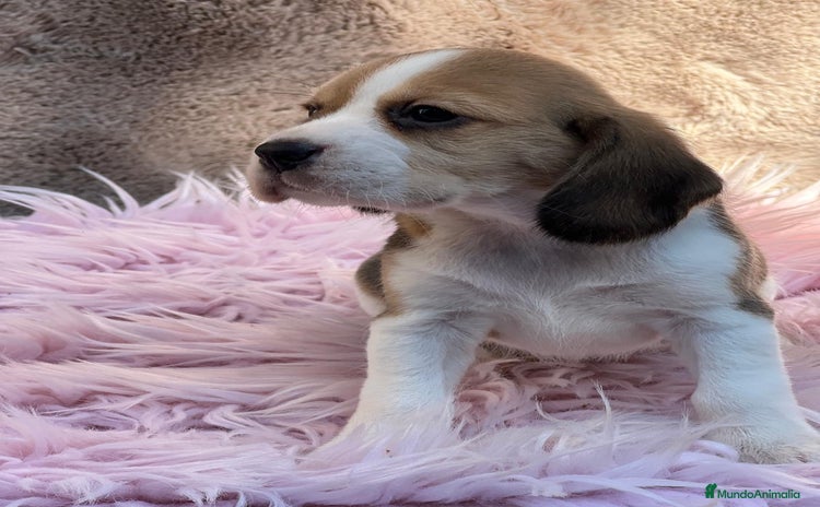 Beagle perros - Propaganda 16
